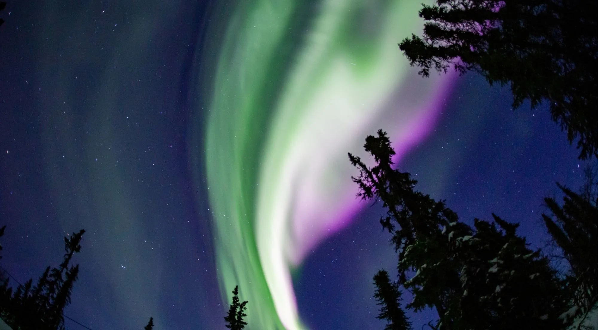 A green and pink aurora band rising straight up between dark spruce trees, seen through a wide-angle lens
