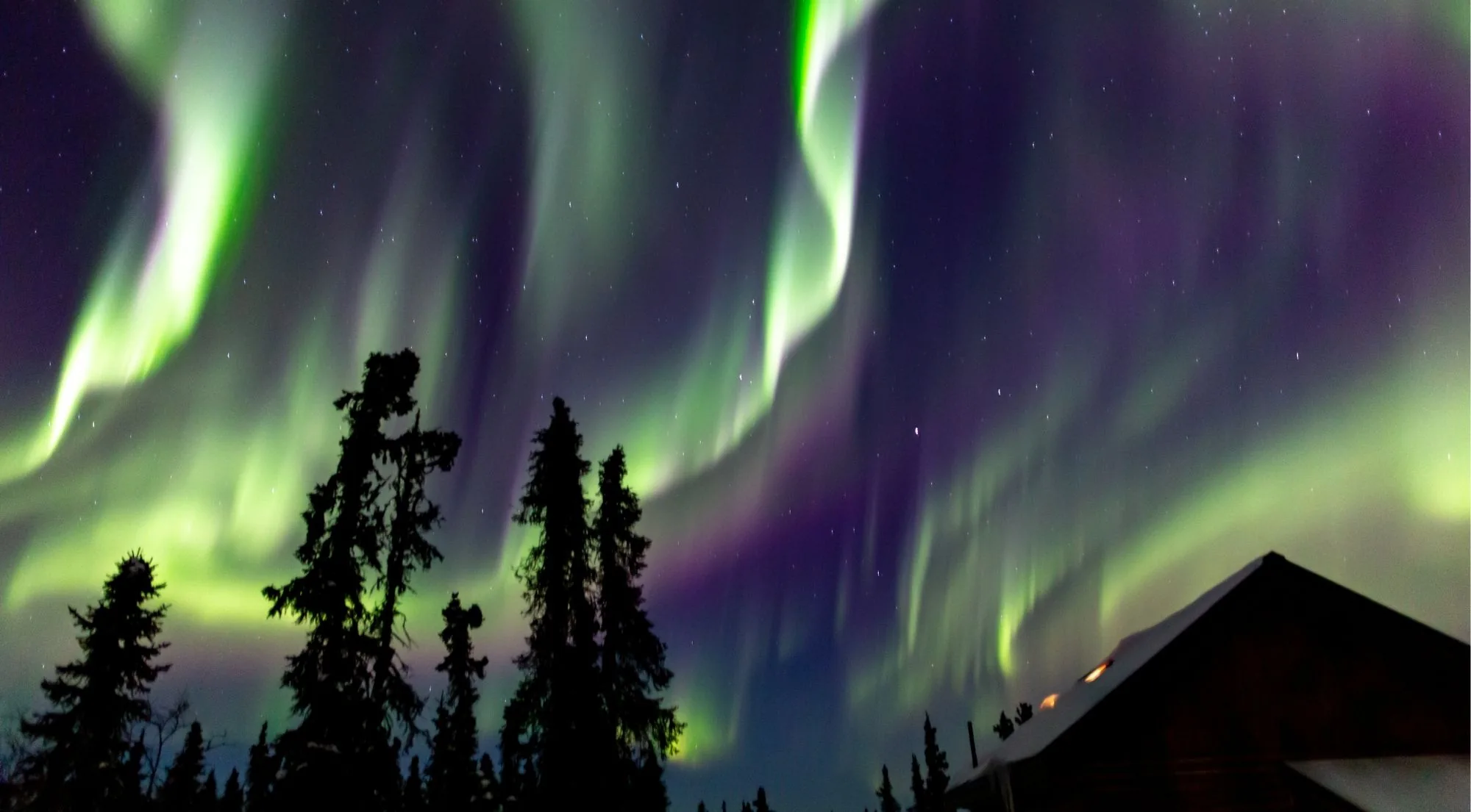 Green and violet aurora curtains above spruce silhouettes and the roof of a log cabin