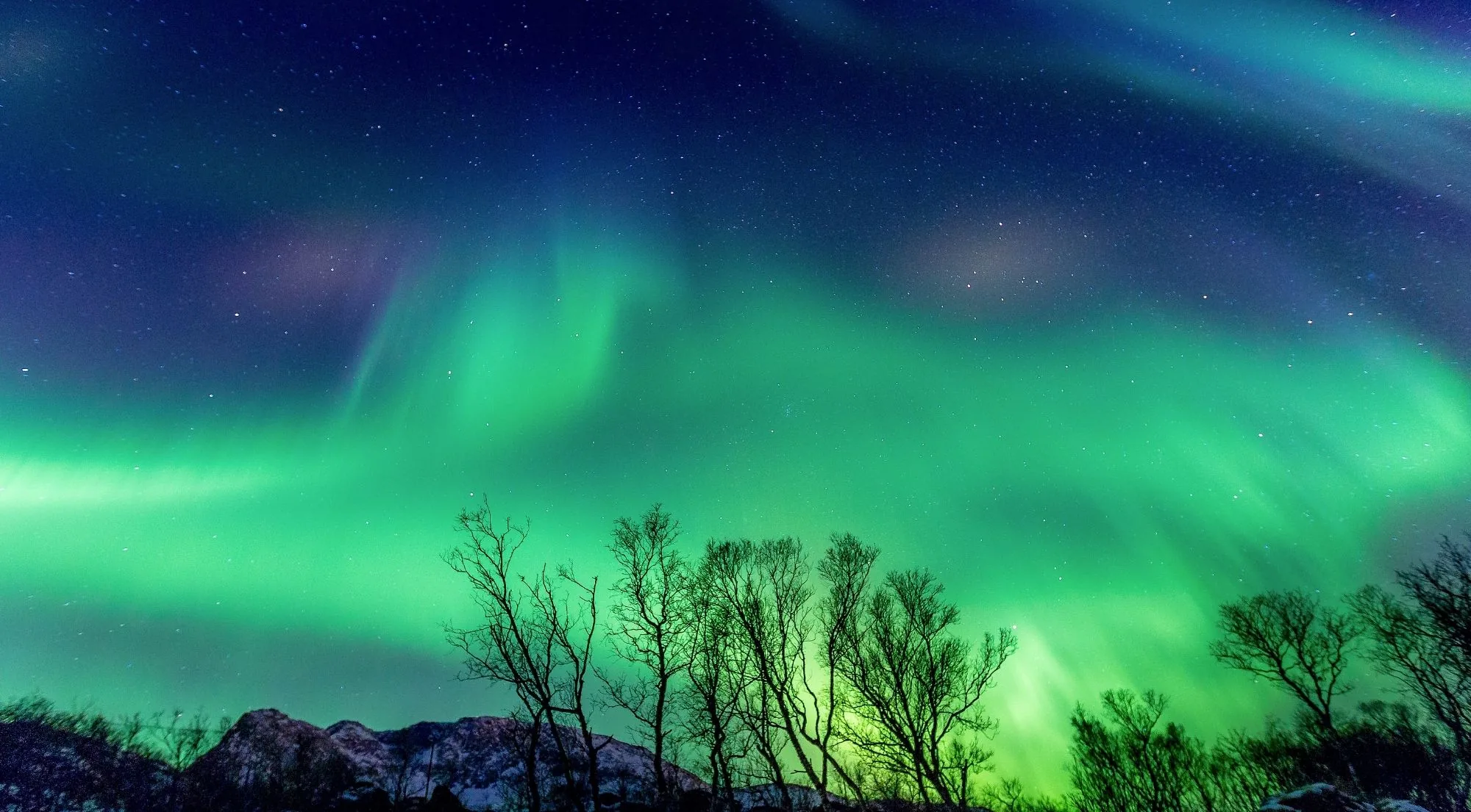 Bright green aurora over bare birch silhouettes and a low dark ridge