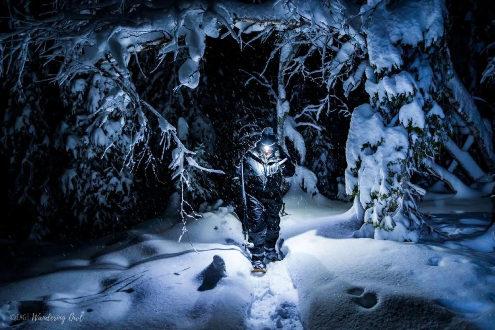 A snowshoer with a head torch walking under snow-laden branches at night