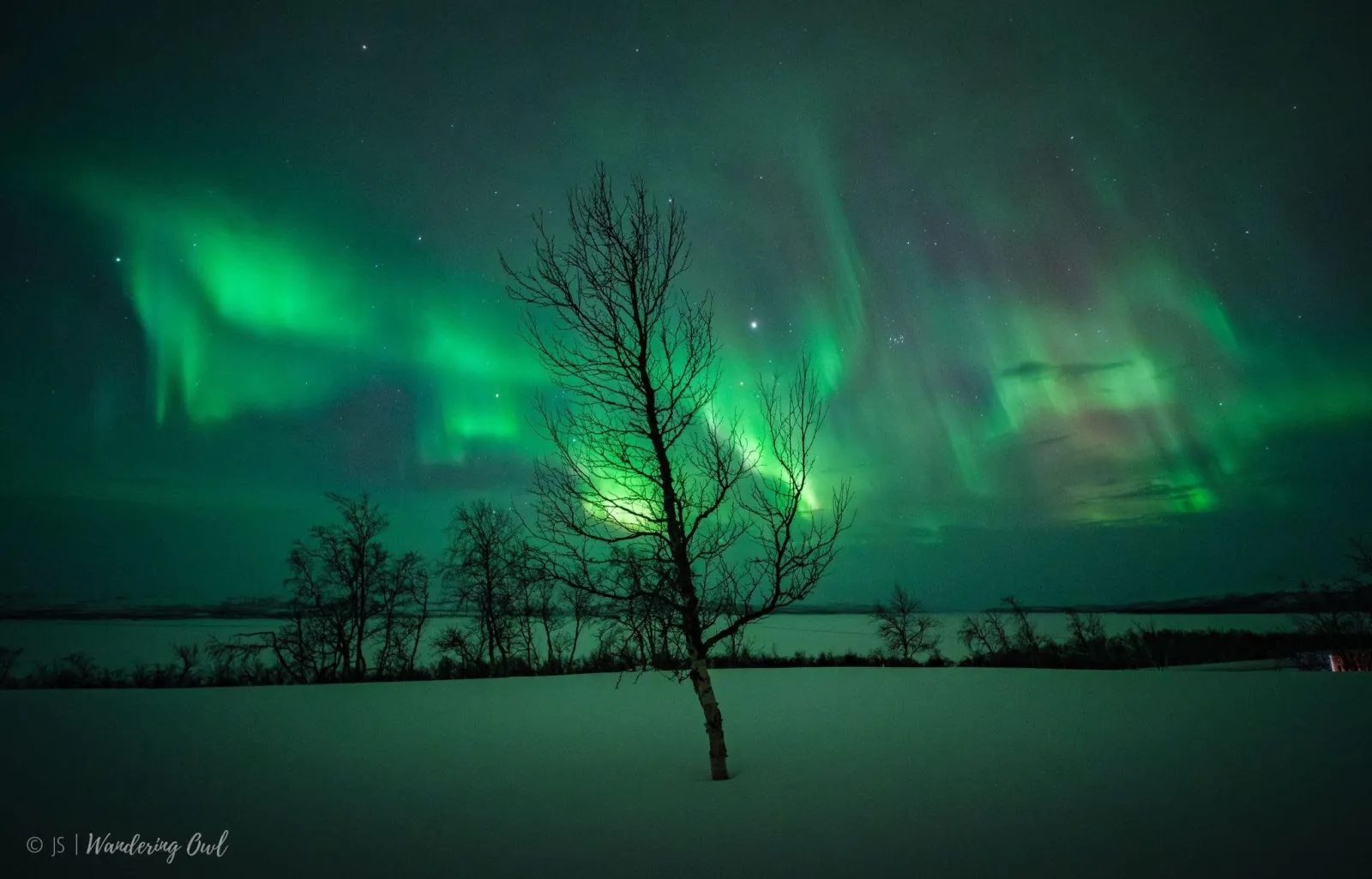 Green aurora with faint pink behind a bare birch tree on a snowy field