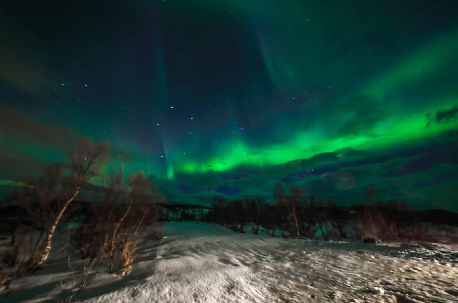 Green aurora bands over snowy ground and bare birch shrubs on a starry night