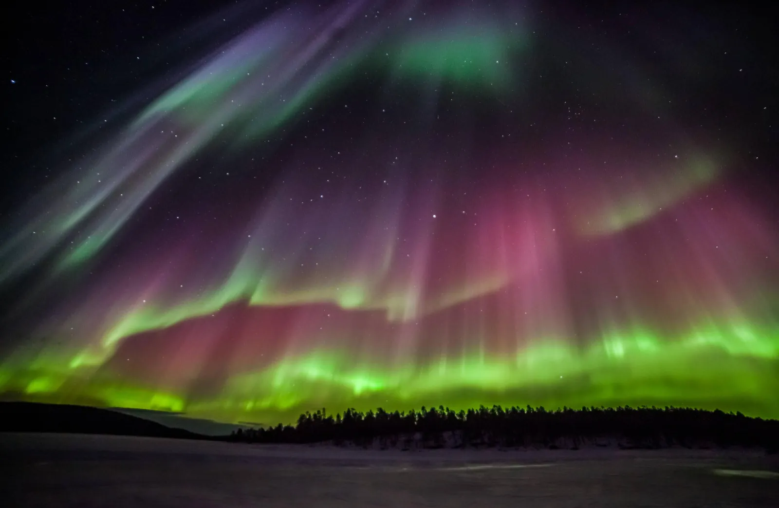 Green, pink and violet aurora curtains above a dark forest line and snowy plain