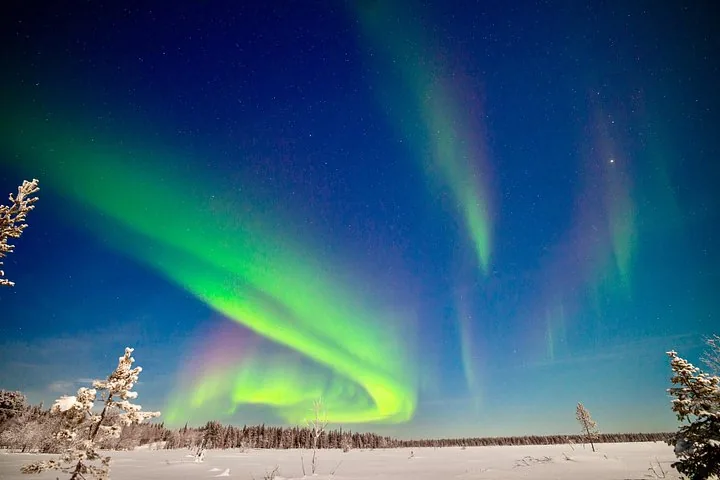 Green and violet aurora arcs over a snowy open plain with frosted trees
