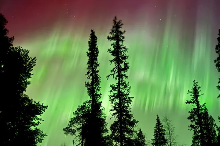 Green aurora rays with a red upper fringe behind tall spruce silhouettes