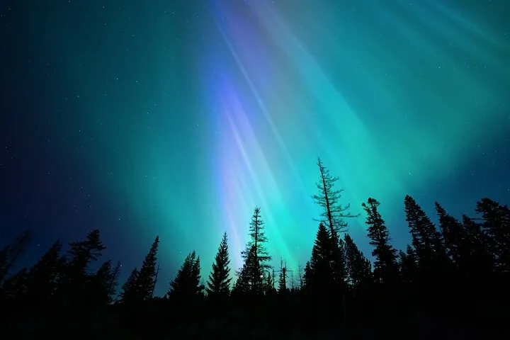 Teal and violet aurora rays streaming over a dark line of conifer trees